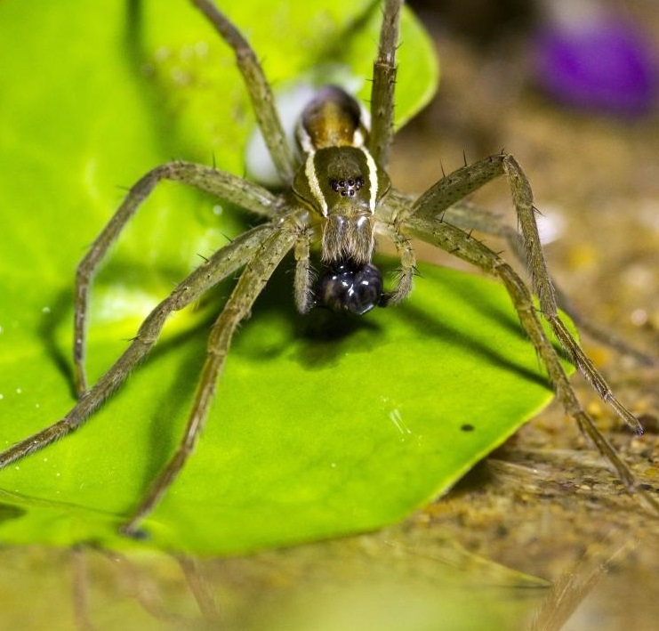 دانلود مستند عنکبوت های شگفت انگیز – Incredible Spiders 2016 زبان اصلی